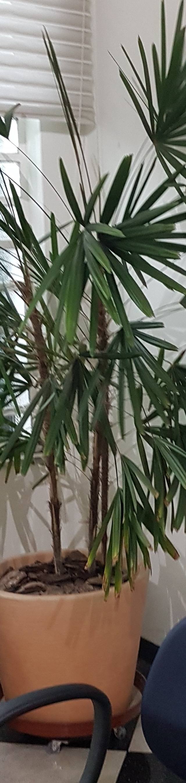 Vaso com planta rafia