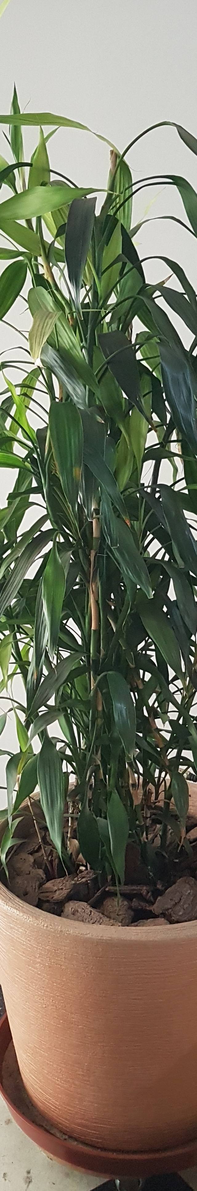 Vaso com lindo bambu da sorte e suporte de rodinhas 1,30 de altura.