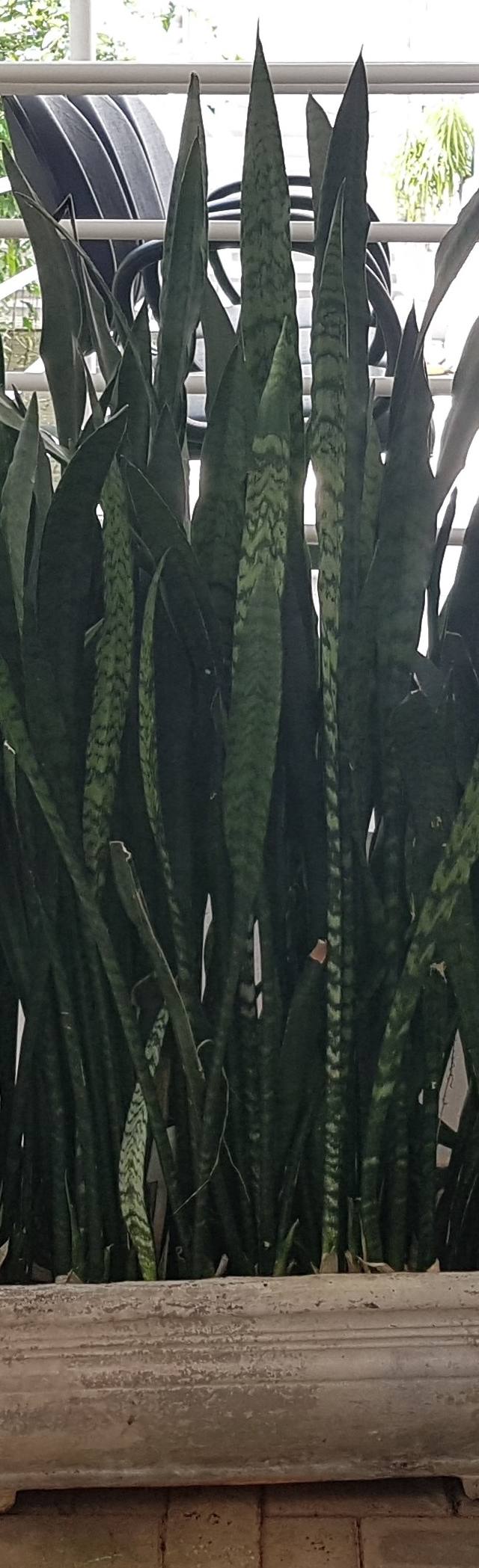 Jardineira de cimento com lindas espada de São Jorge